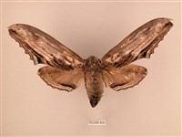 臺灣鋸翅天蛾藏品圖，第1張