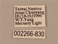 臺灣鋸翅天蛾藏品圖，第3張