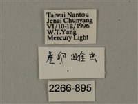 臺灣鋸翅天蛾藏品圖，第3張