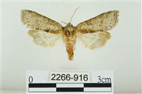 臺圓波紋蛾藏品圖，第1張