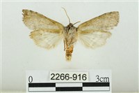 臺圓波紋蛾藏品圖，第2張