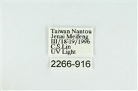 臺圓波紋蛾藏品圖，第3張