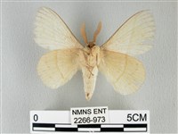 青枯葉蛾藏品圖，第2張