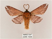 井上氏絨毛天蛾藏品圖，第2張