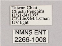 井上氏絨毛天蛾藏品圖，第3張