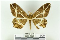 樹形尺蛾藏品圖，第1張