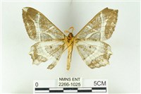 樹形尺蛾藏品圖，第2張