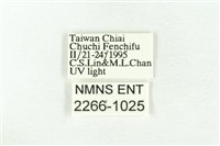 樹形尺蛾藏品圖，第3張