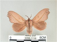 雙角小黑枯葉蛾藏品圖，第1張