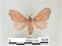 雙角小黑枯葉蛾藏品圖，第2張