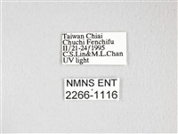 雙角小黑枯葉蛾藏品圖，第3張