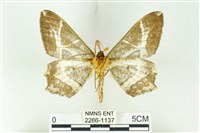 樹形尺蛾藏品圖，第2張