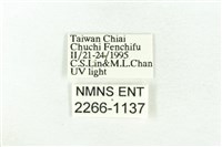 樹形尺蛾藏品圖，第3張