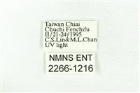 樹形尺蛾藏品圖，第3張