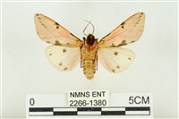 棍棒污燈蛾藏品圖，第2張