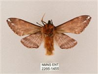 井上氏絨毛天蛾藏品圖，第2張