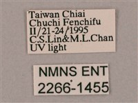 井上氏絨毛天蛾藏品圖，第3張