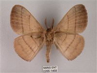 黑胸帶蛾藏品圖，第2張