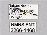 黑胸帶蛾藏品圖，第3張