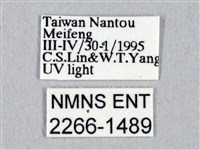 黑胸帶蛾藏品圖，第3張