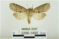 臺圓波紋蛾藏品圖，第1張