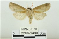 臺圓波紋蛾藏品圖，第2張