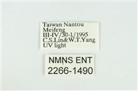 臺圓波紋蛾藏品圖，第3張