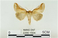 印華波紋蛾藏品圖，第1張