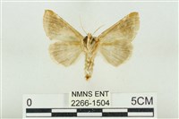 印華波紋蛾藏品圖，第2張