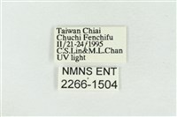 印華波紋蛾藏品圖，第3張