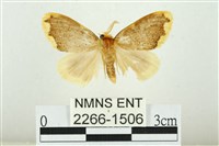 黑翅黃毒蛾藏品圖，第1張