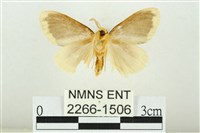 黑翅黃毒蛾藏品圖，第2張