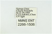 黑翅黃毒蛾藏品圖，第3張