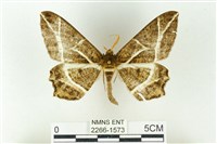 樹形尺蛾藏品圖，第1張