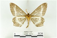 樹形尺蛾藏品圖，第2張