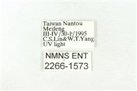 樹形尺蛾藏品圖，第3張