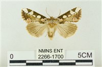 連珠波紋蛾藏品圖，第1張