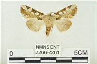 連珠波紋蛾藏品圖，第1張