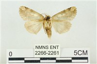 連珠波紋蛾藏品圖，第2張