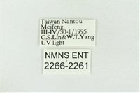 連珠波紋蛾藏品圖，第3張