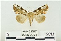 連珠波紋蛾藏品圖，第1張