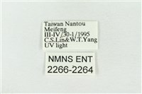 連珠波紋蛾藏品圖，第3張