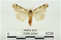 連珠波紋蛾藏品圖，第2張