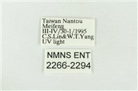 連珠波紋蛾藏品圖，第3張