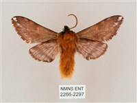 井上氏絨毛天蛾藏品圖，第2張