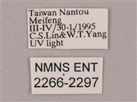 井上氏絨毛天蛾藏品圖，第3張