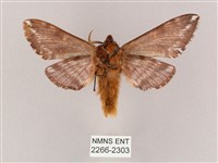 井上氏絨毛天蛾藏品圖，第2張