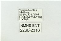 連珠波紋蛾藏品圖，第3張