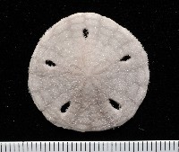 曼氏星盾(孔楯)海膽藏品圖，第1張