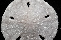 曼氏星盾(孔楯)海膽藏品圖，第2張